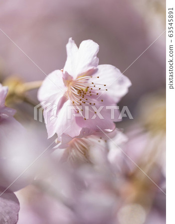 Kawazu cherry tree Kawazu cherry tree 63545891