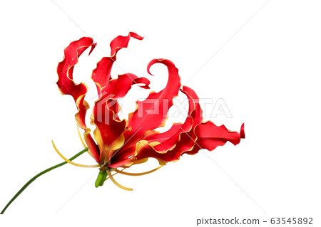 Gloriosa on white background Gloriosa on white background 63545892