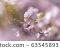 Kawazu cherry tree 63545893