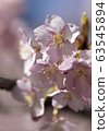 Kawazu cherry tree 63545894
