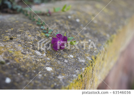 Closeup of little purple flowers creeping Closeup of little purple flowers creeping 63546036