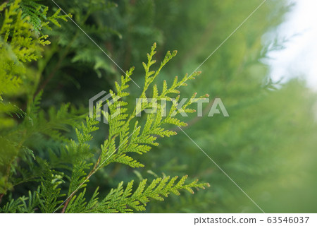 closeup of cypress tree branch in the hedge  63546037
