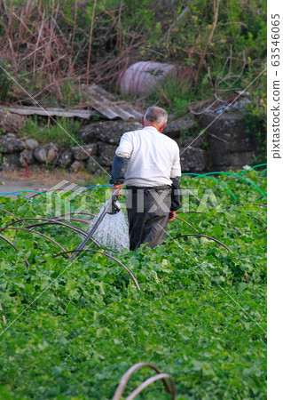 Radish field Radish field 63546065