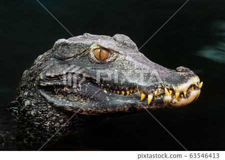 Head of a crocodile (Paleosuchus palpebrosus). 63546413