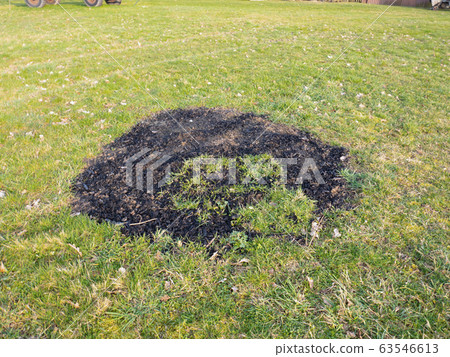 Black burnt circle in fresh green grass Black burnt circle in fresh green grass 63546613