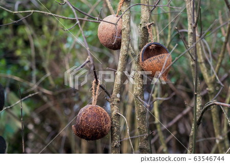 Beautiful bird nest made from coconut shell Beautiful bird nest made from coconut shell 63546744