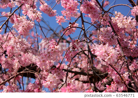 Weeping cherry tree on Myoshoji Temple just before full bloom (2) 63546771