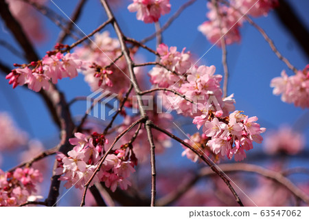 Dark pink weeping cherry blossoms blooming along the Myoshoji River (1) 63547062