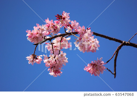 Dark pink weeping cherry blossoms blooming along the river Myojoji (6) 63547068