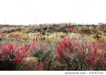 Spring Road (Plum Blossom) 63547142