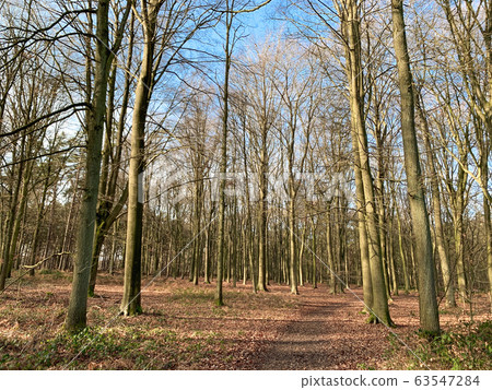 Trees without leaves against a blue sky. Bottom-up view. Trees without leaves against a blue sky. Bottom-up view. 63547284