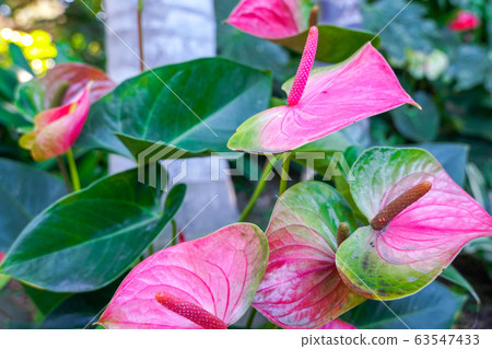Red and pink anthurium flowes named also tailflower, flamingo flower, laceleaf Red and pink anthurium flowes named also tailflower, flamingo flower, laceleaf 63547433