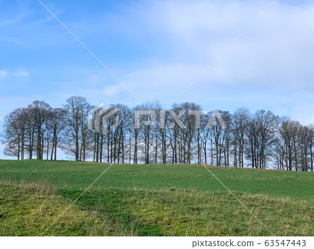 Trees without leaves on a farm land against a blue sky. Winter season Trees without leaves on a farm land against a blue sky. Winter season 63547443