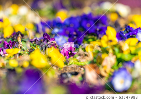 Pansies Flowers Flowers [Nagano Prefecture] 63547988