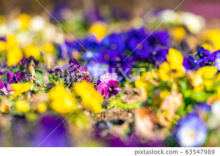 Pansies Flowers Flowers [Nagano Prefecture] 63547989