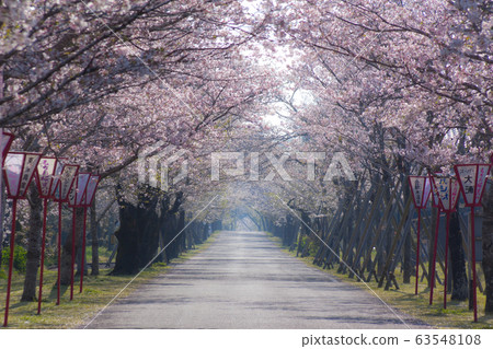 Cherry blossoms at Machioka Shrine 63548108