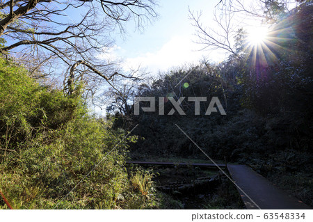 凸起的沼澤 63548334