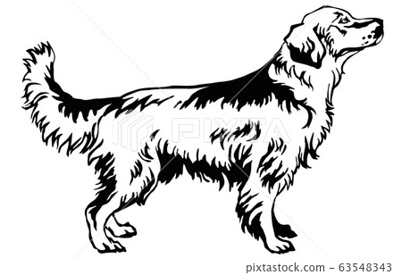 Decorative standing portrait of dog golden 63548343