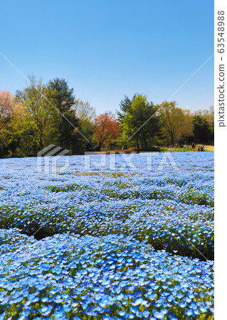 Nemophila in forest park 63548988