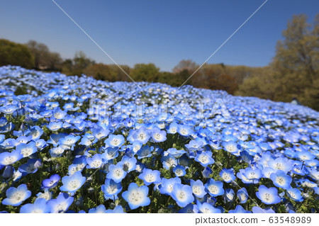 Nemophila在森林公園 63548989