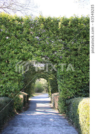 大樹籬 大樹籬 63549285