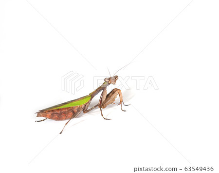 Bullfish Mantis Bullfish Mantis 63549436