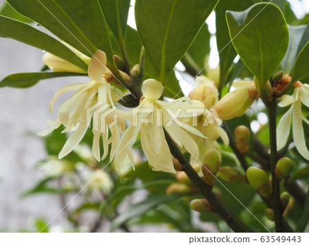 Shikimi Shikimi 63549443