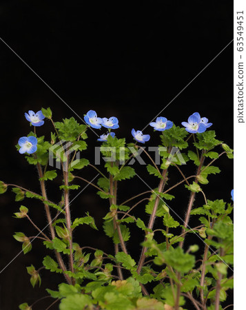 波斯Speedwell 波斯Speedwell 63549451