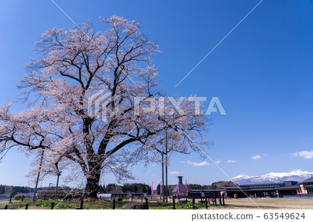 Fukushima Prefecture Nihonmatsu City Road Station Adachi Cherry Blossoms Mann Cherry Blossoms Mt. 63549624