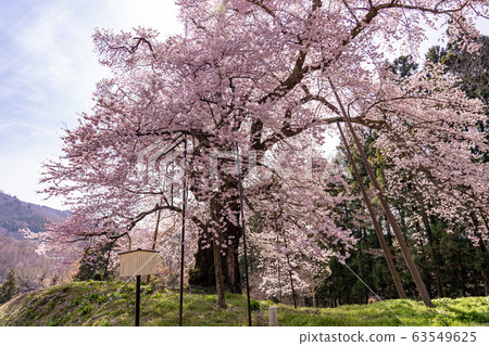 Fukushima Prefecture Kawamata Town Komazakura in Akiyama Fukushima Prefecture Kawamata Town Komazakura in Akiyama 63549625