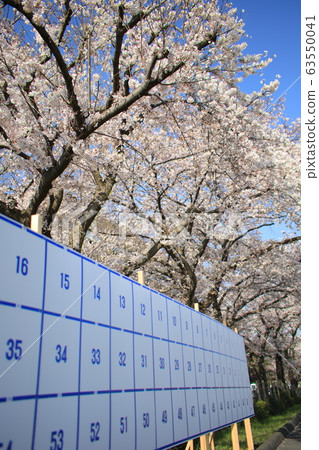 選舉和櫻花 選舉和櫻花 63550041