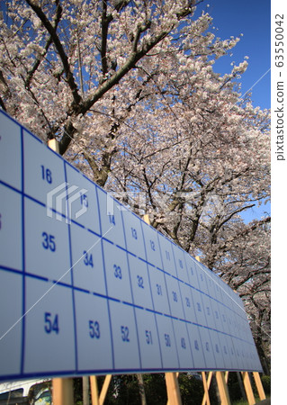 選舉和櫻花 選舉和櫻花 63550042