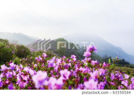 Hwangmaesan spring azalea flowers Hwangmaesan spring azalea flowers 63550584