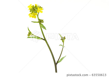 Mustard Mustard 63550613