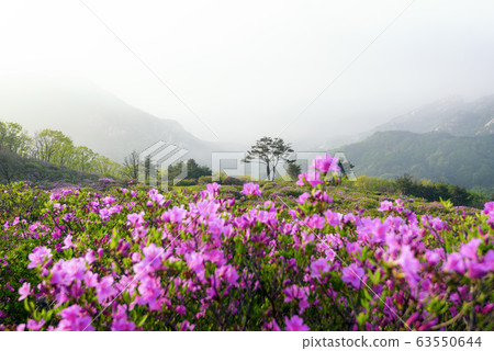 Hwangmaesan spring azalea flowers Hwangmaesan spring azalea flowers 63550644