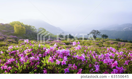 Hwangmaesan spring azalea flowers Hwangmaesan spring azalea flowers 63550645