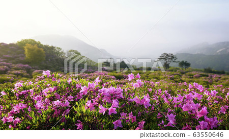 黃梅山杜鵑花春天的花朵 黃梅山杜鵑花春天的花朵 63550646
