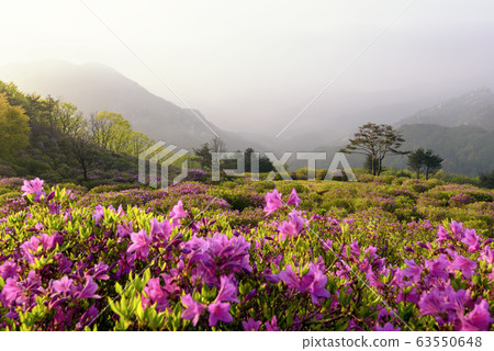 Hwangmaesan spring azalea flowers Hwangmaesan spring azalea flowers 63550648