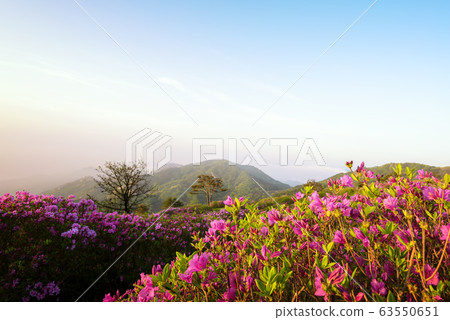 Hwangmaesan spring azalea flowers Hwangmaesan spring azalea flowers 63550651