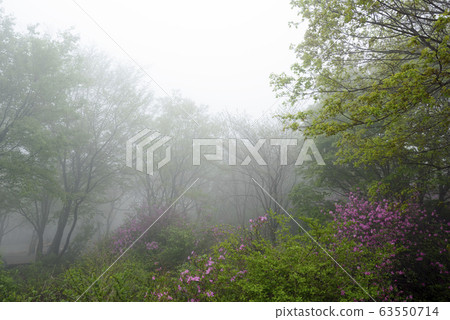 黃梅山杜鵑花春天的花朵 黃梅山杜鵑花春天的花朵 63550714