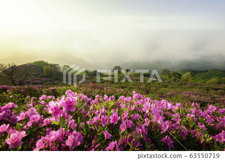 Hwangmaesan spring azalea flowers Hwangmaesan spring azalea flowers 63550719