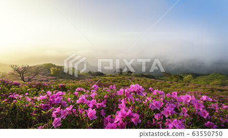 黃梅山杜鵑花春天的花朵 黃梅山杜鵑花春天的花朵 63550750