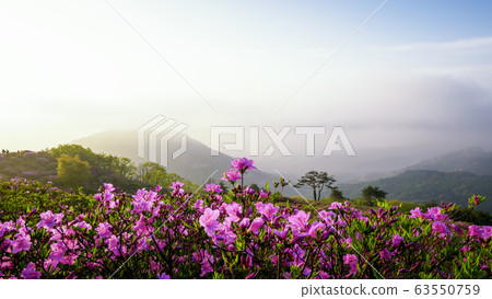 Hwangmaesan spring azalea flowers Hwangmaesan spring azalea flowers 63550759
