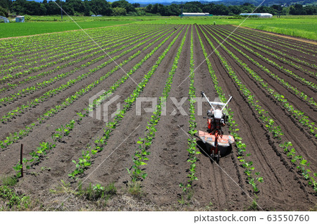 Soybean field Soybean field 63550760