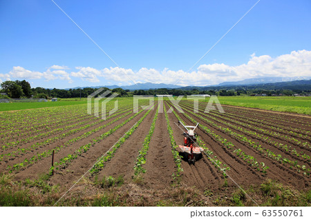 Soybean field Soybean field 63550761