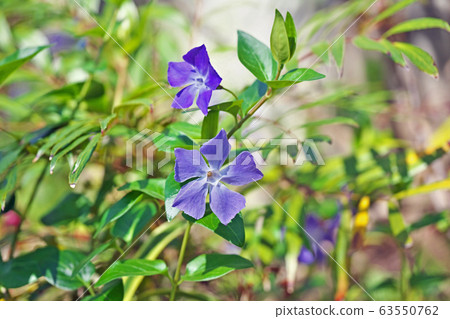 Flowers of Turnishitis Flowers of Turnishitis 63550762