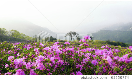 Hwangmaesan spring azalea flowers Hwangmaesan spring azalea flowers 63550774