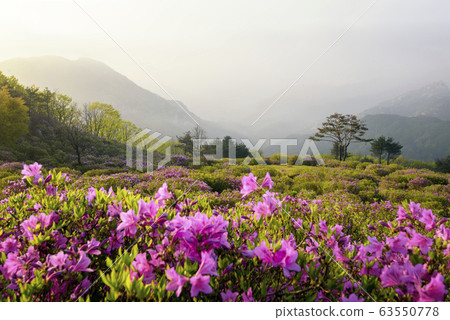 Hwangmaesan spring azalea flowers Hwangmaesan spring azalea flowers 63550778