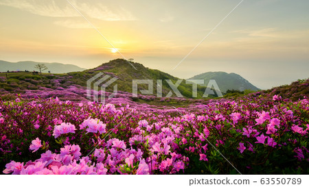 Hwangmaesan spring azalea flowers Hwangmaesan spring azalea flowers 63550789