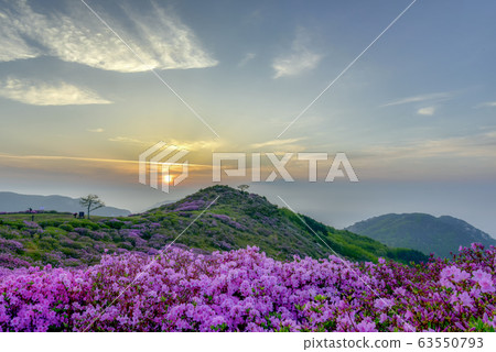 Hwangmaesan spring azalea flowers Hwangmaesan spring azalea flowers 63550793